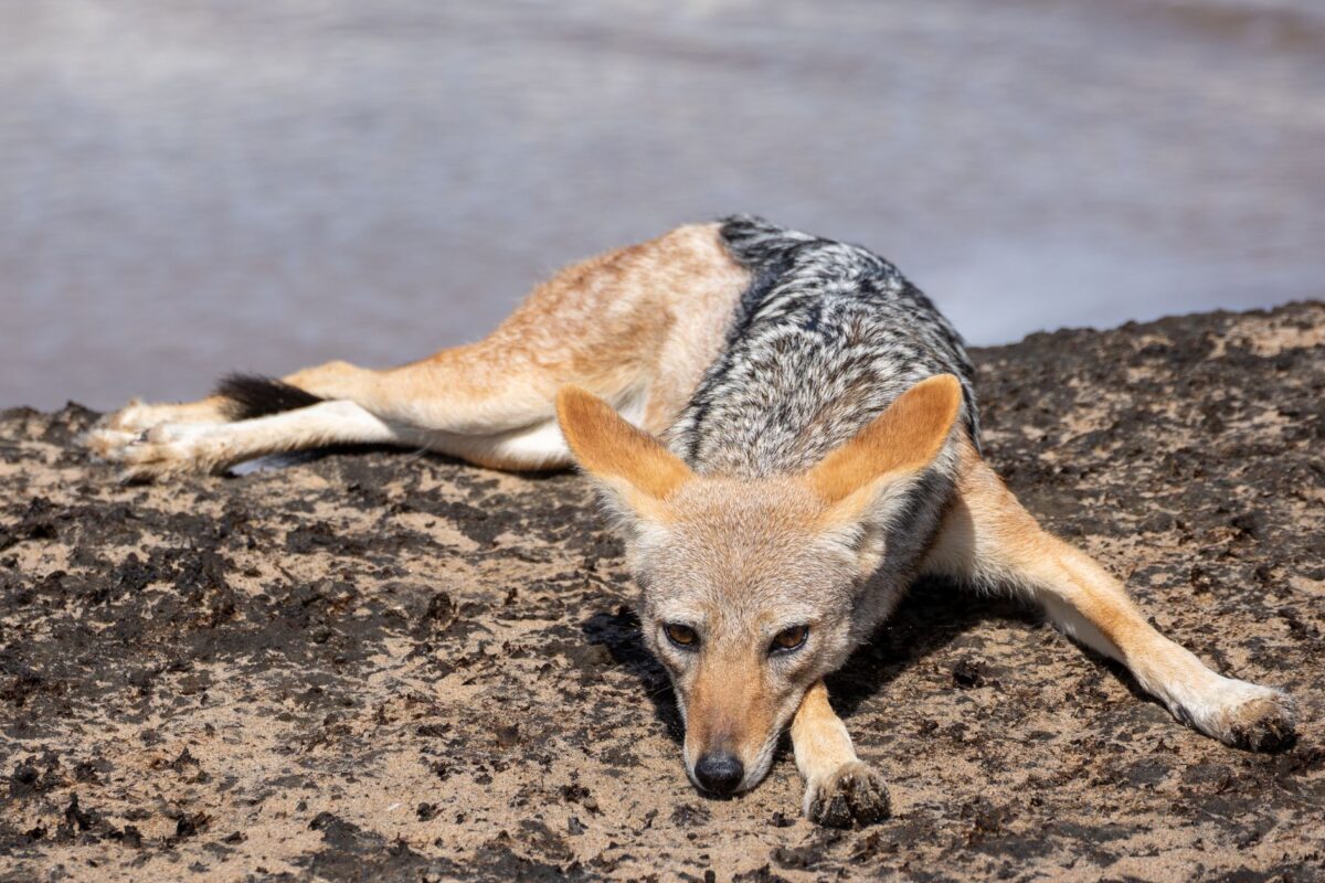 coyote vs acme relance raconte warner