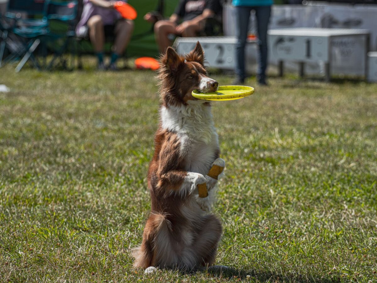 dog stars échec leçons retenir prochains
