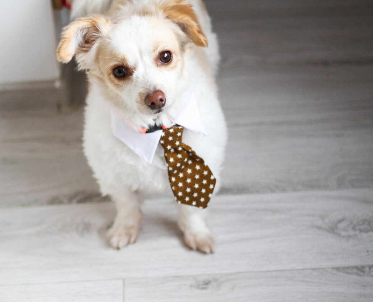 dog stars échec budget maîtrisé suffit
