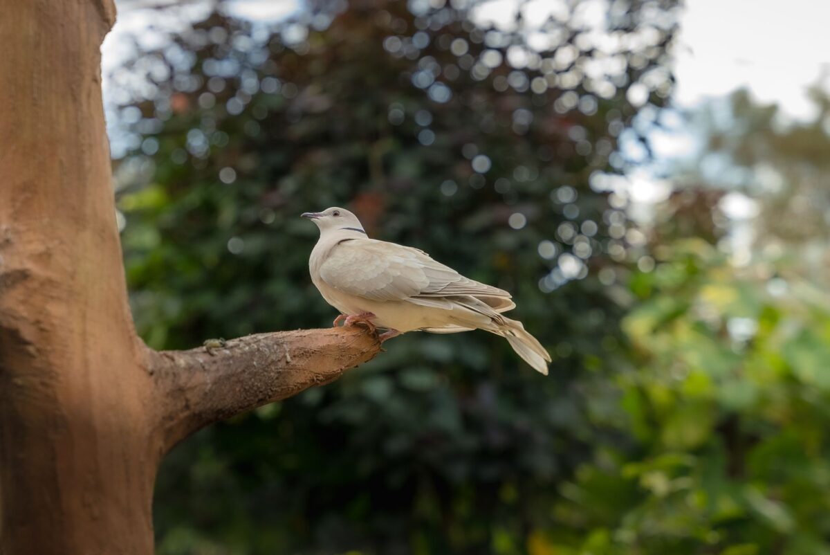 netflix annonce lonesome replacer dove